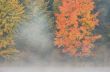 Autumn Maple in Fog