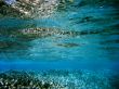 underwater scape