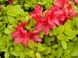 rhododendron flowers