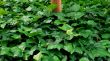 green leafs background