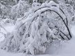 Winter dream.
