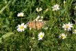 butterfly on the heather