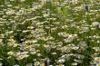 camomile