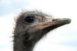 ostrich