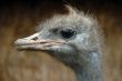 Ostrich