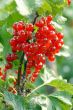 red currant