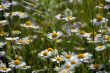 camomile
