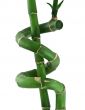 lucky bamboo against white