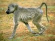 A Baboon