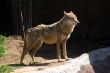 The wolf
