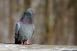 Pigeon