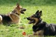German sheep-dogs