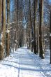 Solitary winter path in park