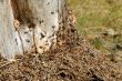 working ants