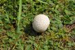 puffball