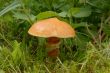 slippery jack