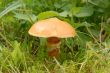 slippery jack