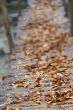 yellow leaves on wooden bridge, shallow DOF