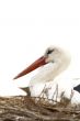 stork in nest over white