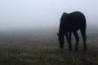 horse in the fog