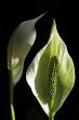 Arum Lilies