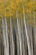 Autumn Aspens