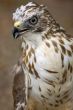 Broad-winged Hawk Portrait
