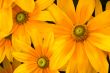 Green-eyed Susans