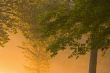 Trees in Golden Fog