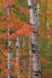 Autumn Birches and Maples