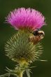 Bee on Bull Thistle