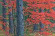 Autumn Maple in Pines