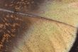 Detail Wild Turkey Feather