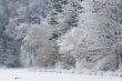 Winter Shoreline Hall Lake
