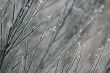 Frozen branches