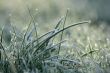 Frozen grass