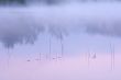 Reeds and Sunrise Reflections
