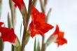 Red Gladiolus
