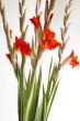 Red Gladiolus