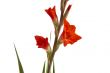 Red Gladiolus