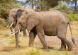 Full Elephant Detail