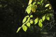 Foliage detail