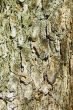 Pine bark