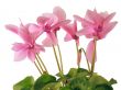 blooming cyclamen plant