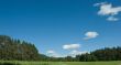 Summer meadow