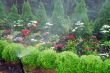 flowers and trees in garden