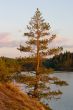 The sunset pine