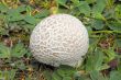 puffball