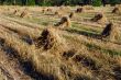 Photo of Hay Sheaf