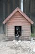 dog in kennel